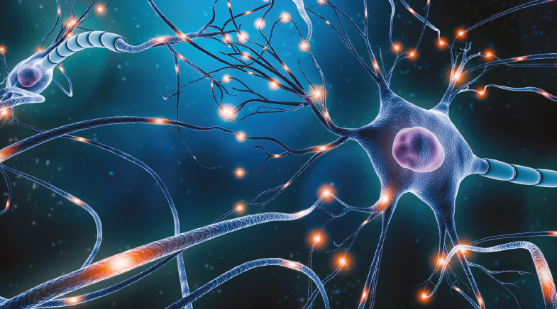 Growing back brain cells