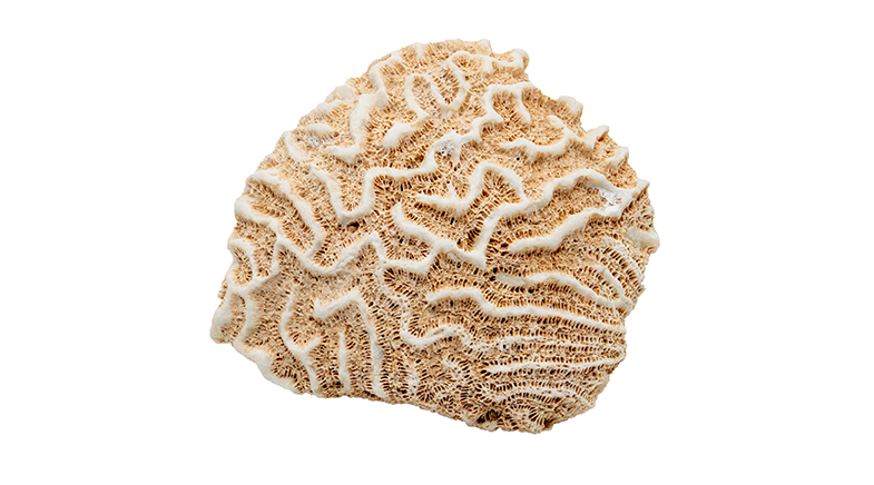 Discovery of young fossils may tell an ancient story