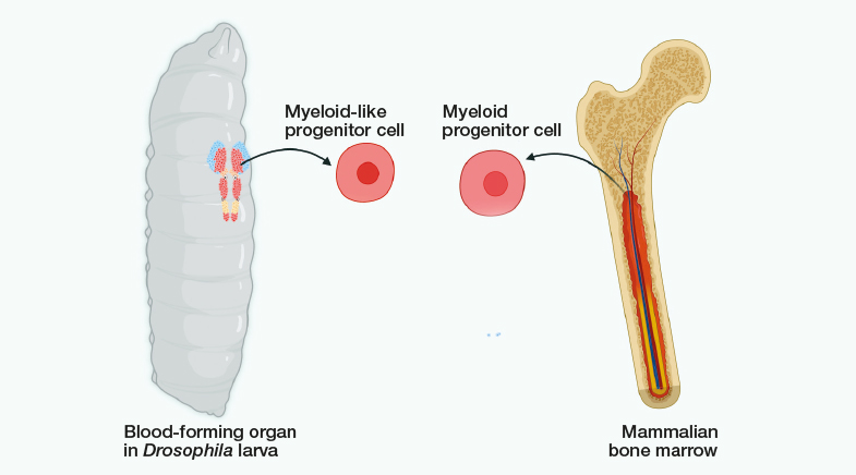 How stressed blood progenitor cells stay alive