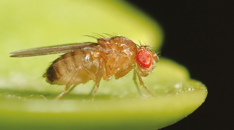 Wiring the fly