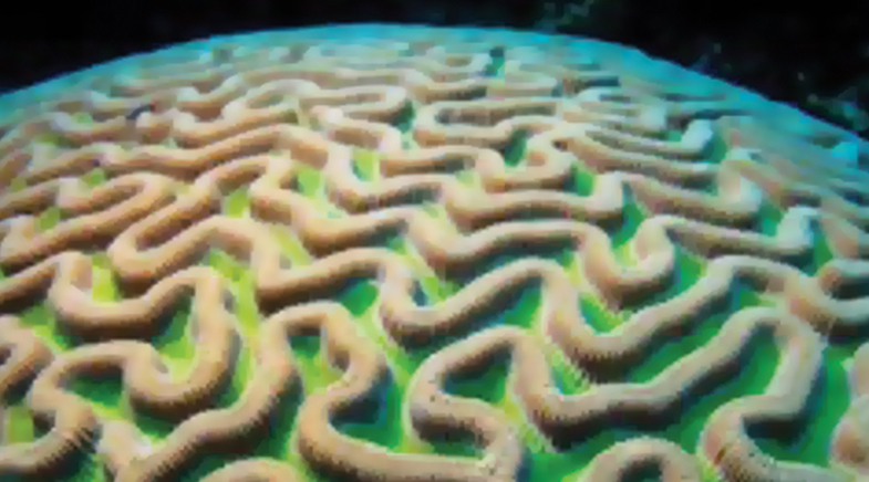 Print a ring o' coral Print a ring o' coral