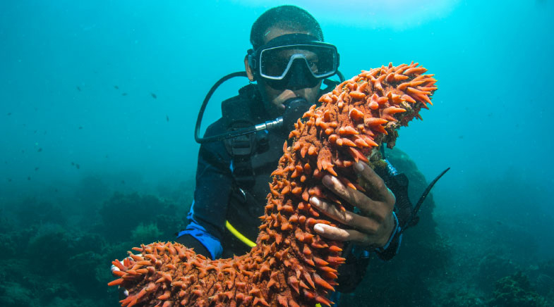 Sea species show the way