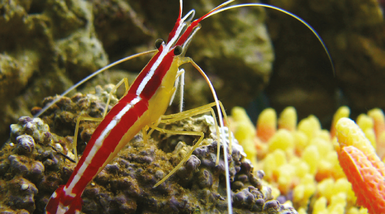 As white as... a shrimp