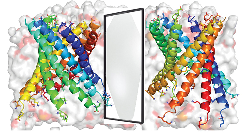 Pore-forming to the fore Pore-forming to the fore