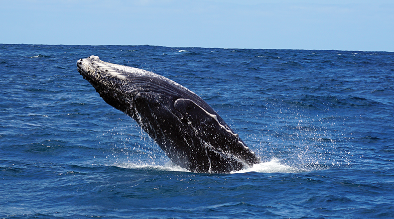 A whale of a puzzle A whale of a puzzle