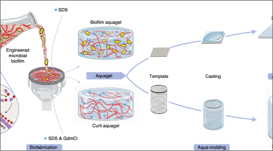 The promise of biodegradable ‘aquaplastic’
