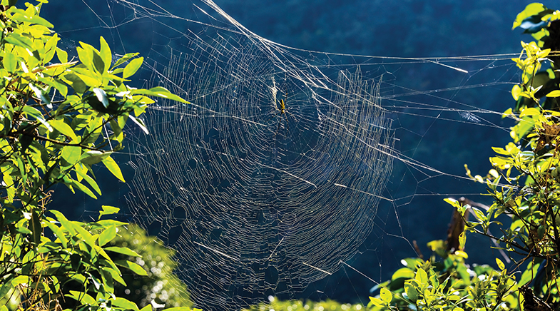 Along came 1,774 spiders