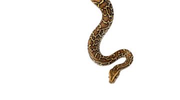 The python, the godwit and you The python, the godwit and you