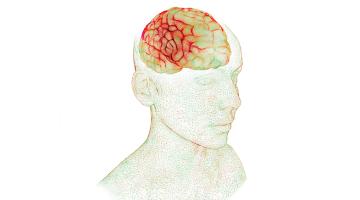 Inside the cell&#039;s calcium cycle