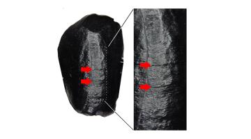What Neanderthals&#039; teeth say about them