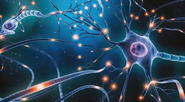 Growing back brain cells