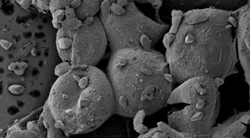 Fossil sheds light on early Earth