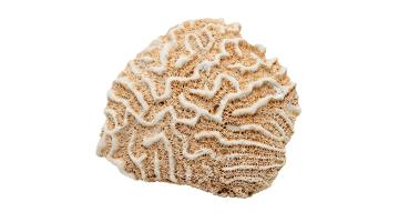Discovery of young fossils may tell an ancient story