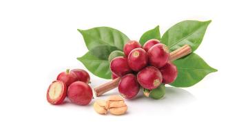 Wake up and smell the coffee