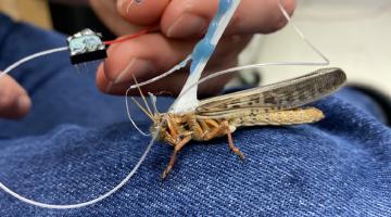 Learning from locusts Learning from locusts