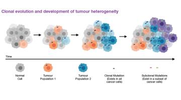 Taming tumours Taming tumours
