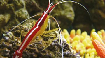 As white as... a shrimp