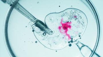 Potential and peril of human embryo models Potential and peril of human embryo models