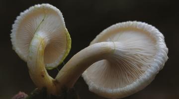 The chitter-chatter of forest fungi