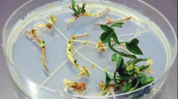 How does your garden grow?