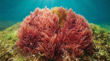 Seaweed solutions