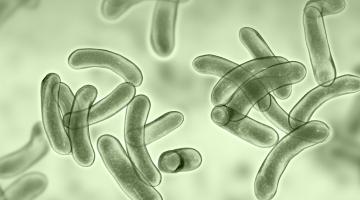 The building blocks of biology The building blocks of biology