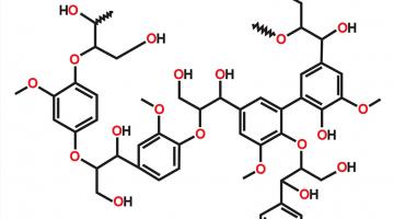 Focus on lignin to help it decay