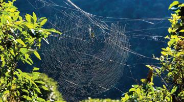 Along came 1,774 spiders