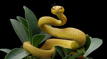 Great snakes! Great snakes!
