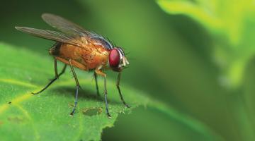 Maintaining a healthy crosstalk between heart, kidney